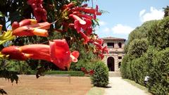 Bignonia flower at Villa Reale in Capannori