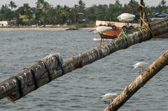 little egrets in Fort Kochi, India