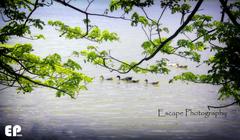 Vellayani Lake with clear water and lush surroundings