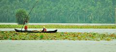 Harvesting lotus leaves in Vellayani, Trivandrum