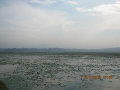 Vellayani Lake in the morning