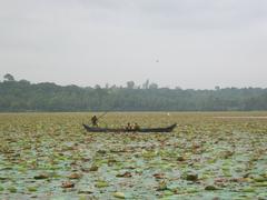 Vellayani Lake with lotus leaves being plucked