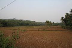 Palakkad rice fields in Kerala, India