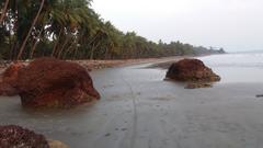 coconut trees and waves at Dharmadam beach