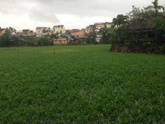 agricultural field in Hoi An, Vietnam