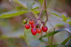 berries in the Biotopo Foci dell'Avisio nature reserve