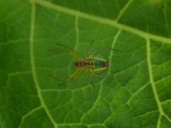 Araniella cucurbitina spider at the Biotopo Foci dell'Avisio