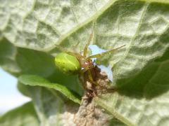 Araniella cucurbitina at the Biotopo Foci dell'Avisio