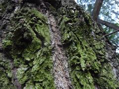 Bark of a tree in Biotopo Foci dell'Avisio