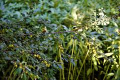 various types of berries in Biotopo Foci dell'Avisio