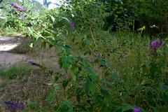 Flowering plants at Biotopo Foci dell'Avisio