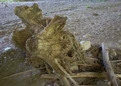 Remains of tree trunks in Biotopo Foci dell'Avisio