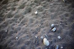 Footprints of a heron on muddy ground