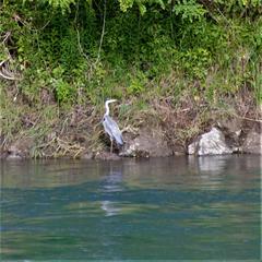 Gray heron standing in wetland