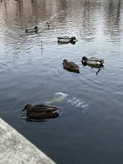 Male and female mallard ducks swimming near a submerged plastic shopping bag