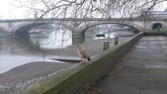 Egyptian goose on wall by Kew Bridge