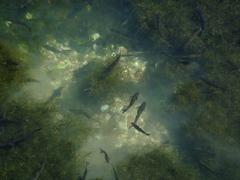 Fresh-water fish swimming in Arethuse's spring in Syracuse, Italy