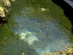 Fresh-water fish swimming in Arethuse's spring in Syracuse, Italy