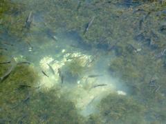 Fresh-water fish swimming in Arethuse's spring in Syracuse, Italy