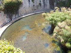 Fonte Aretusa, a historic water fountain in Syracuse, Italy