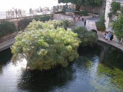 Fonte Aretusa in Siracusa, Italy