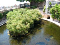 Papyrus plants at Fonte Aretusa in Syracuse, Italy