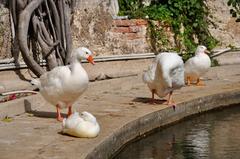 ducks at the Aretusa spring in Ortigia