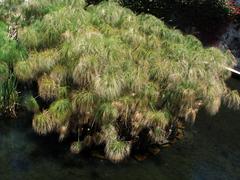 Papyrus plants growing inside Arethuse's spring in Syracuse, Italy