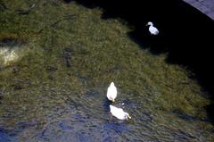 Ducks and fresh-water fish in Arethuse's spring, Syracuse