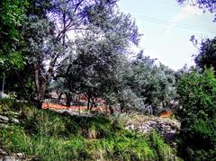 Olive grove in the woods at Forte Santa Tecla, October 2008