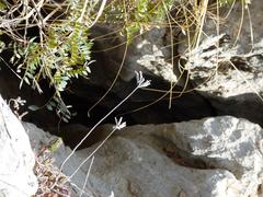 Avenc de la Flauta cave entrance