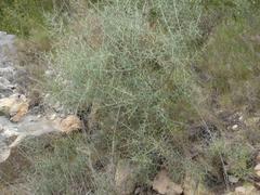 photograph of a Special Area of Conservation with lush green shrubs in Spain