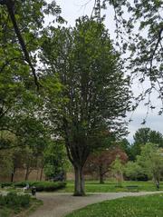 Majestic Caucasian elm tree in Giardini Reali