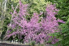 Lower part of the Royal Gardens in Turin turned into a public park