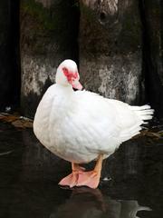 Muscovy Duck at Giardino Salvi