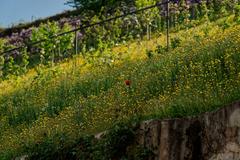 Single tulip in Giardino Bardini, Florence