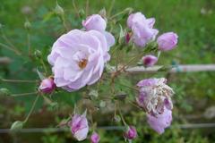 Rosa 'Blush Noisette' blooming in Giardino Bardini