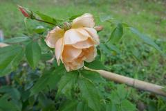 Rosa 'Crépuscule' flower in bloom at Giardino Bardini, Florence