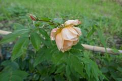 Rosa 'Crépuscule' blooming in Giardino Bardini