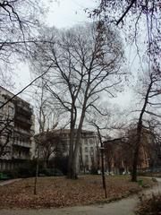 Celtis australis tree in Milan's Giardini Perego