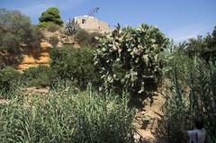 Kolimbitra garden in the Archaeological Park of Agrigento