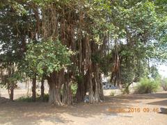 Large Banyan tree inside Arnala Fort ruins