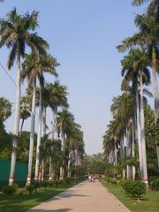 Khusro Bagh palms in Allahabad