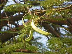 Indian pod hanging on a tree