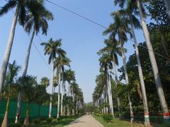 Royal palms at Khusru Bagh, Allahabad