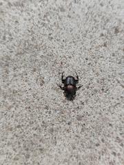 Tiny beetle in Bukit Timah Reserve, Singapore