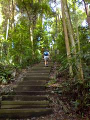 Steps leading through a lush forest up to the summit of Bukit Timah Hill in Singapore