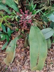 Fruiting Hanguana rubinea in Singapore, August 2023