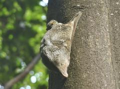 Galeopterus variegatus in Bukit Timah Nature Reserve, Singapore