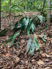 Hanguana rubinea plant in Bukit Timah Reserve, Singapore, 2023